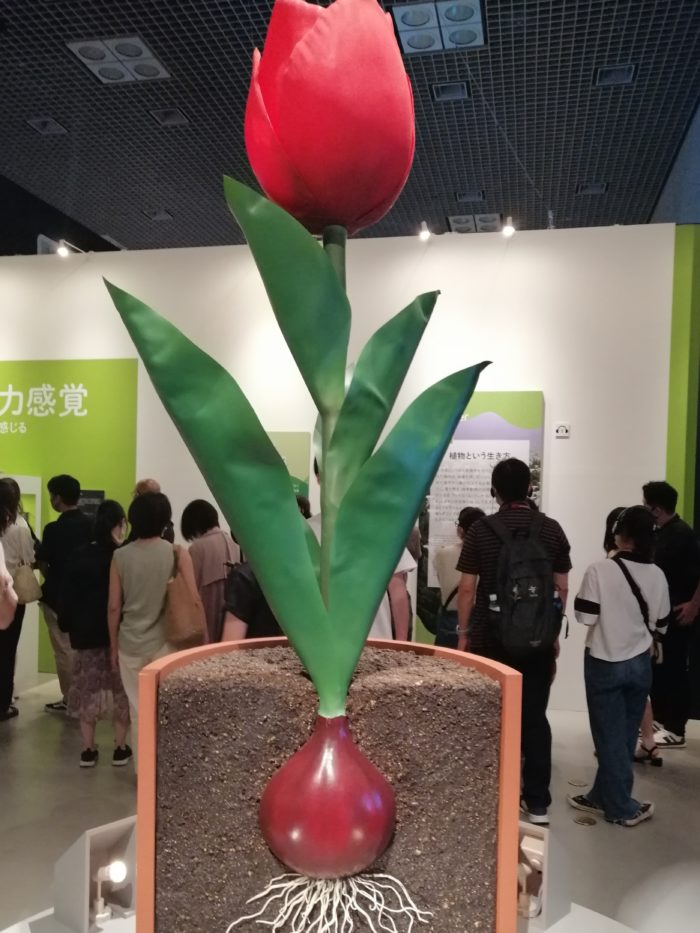 国立科学館の特別展「植物」に行ってきた